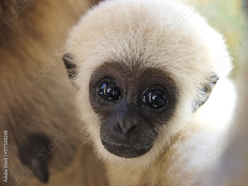 A baby lar gibbon ape, Hylobates lar. has switched off from sucking his mother and is looking at camera. A young monkey has big dark expressive eyes, childly-looking snout and attractive white fur. photo