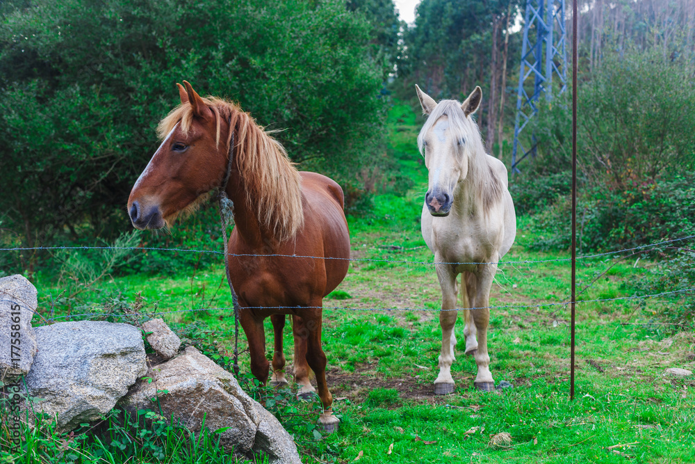 Obraz premium Two beautiful horses