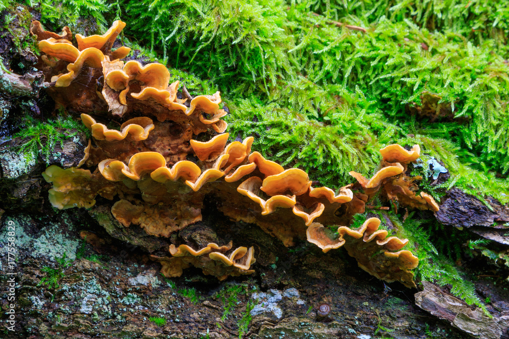 Fungi and moss grows side by side Fungi and moss grows side by side