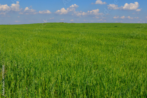 Fresh green field of juvenille grain and tree