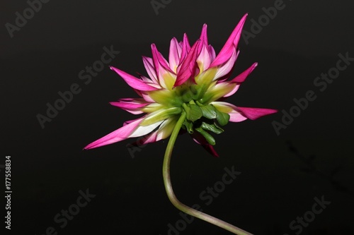 Fototapeta Naklejka Na Ścianę i Meble -  Dalia cactus