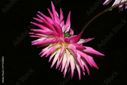 Fototapeta Naklejka Na Ścianę i Meble -  Dalia cactus