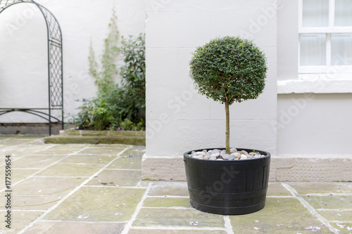 Topiary garden tree in a pot with decorative pebble base standing in an English stately home courtyard photo