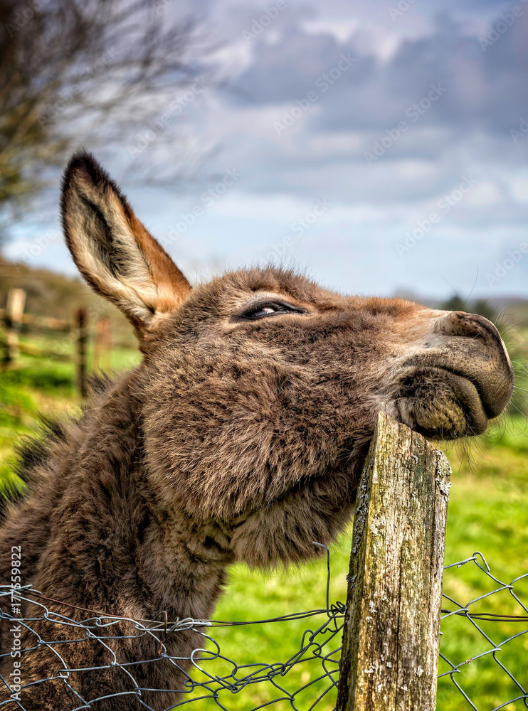 Close up of Donkey scratching head on wooden fence post Close up of Donkey scratching head on wooden fence post