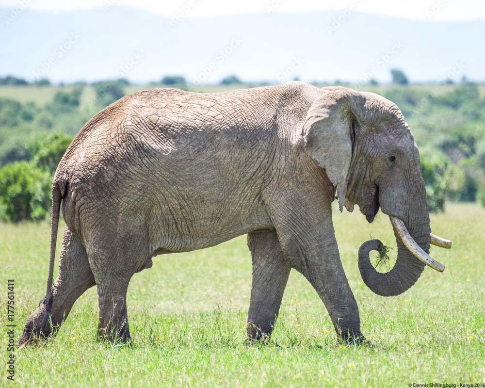 Fototapeta premium Bull Elephant Kenya