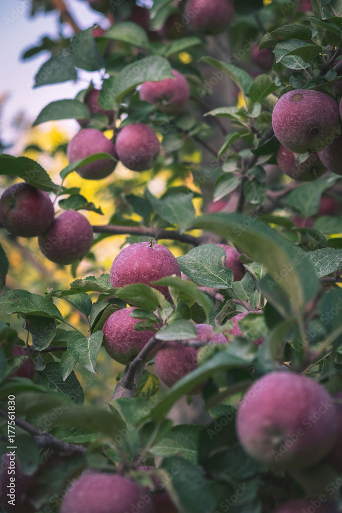 Obraz premium Apple farm