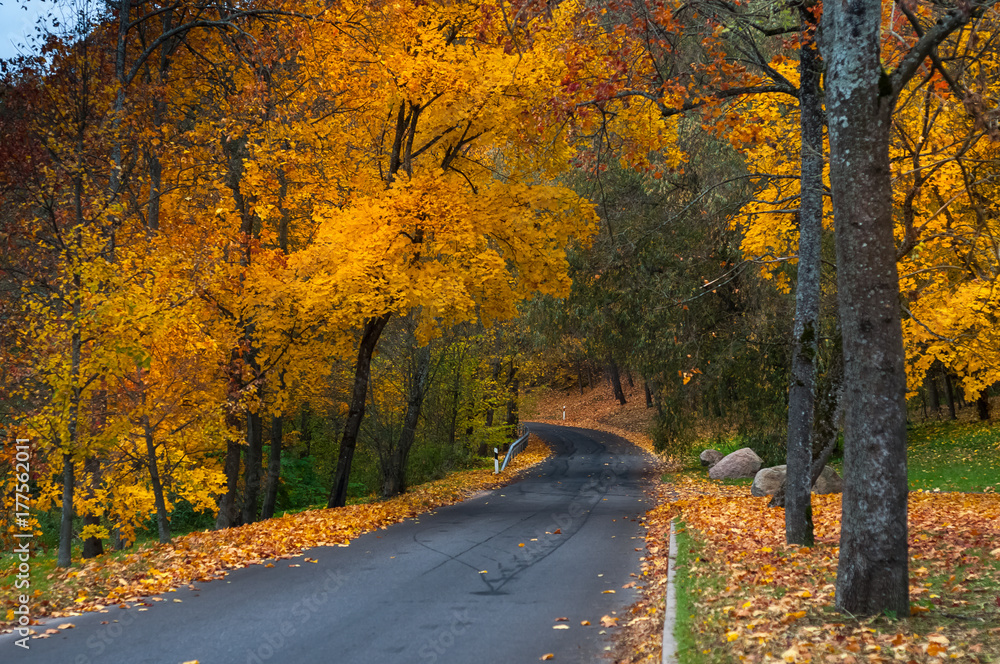 Obraz premium Straight to the autumn. Road surrounded with fall colors.