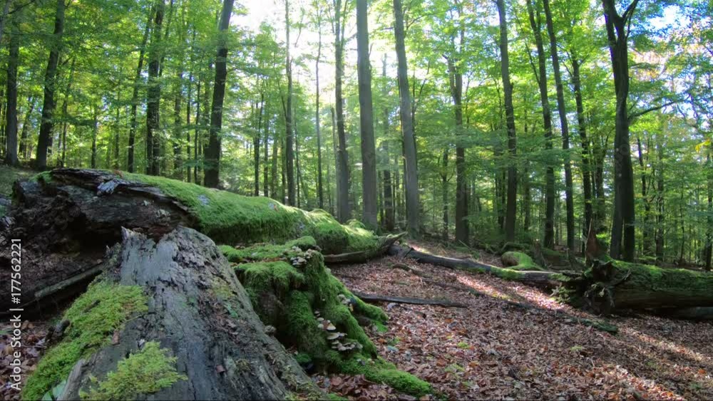 Laubwald im Herbst, Totholz, Buchen, Eichen, Sonnenstrahlen, Laubblätter, Laubbäume, Vergänglichkeit, Spessart, 4K Laubwald im Herbst, Totholz, Buchen, Eichen, Sonnenstrahlen, Laubblätter, Laubbäume, Vergänglichkeit, Spessart, 4K