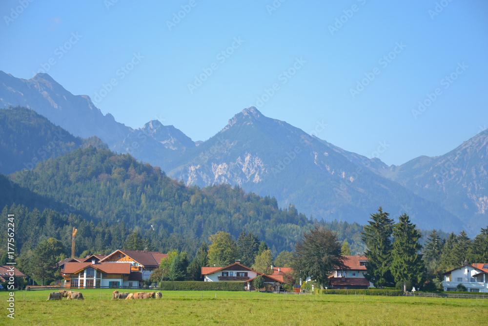 Mountains, houses and cattle in Hohenschwangau village, an urban district of the municipality of Schwangau, Ostallgäu district, Bavaria, Germany