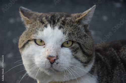 Домашние животные (Кошки)