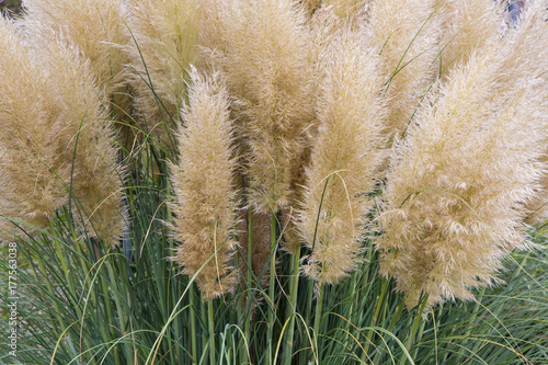 Decorative garden with bush of blooming pampas grass photo