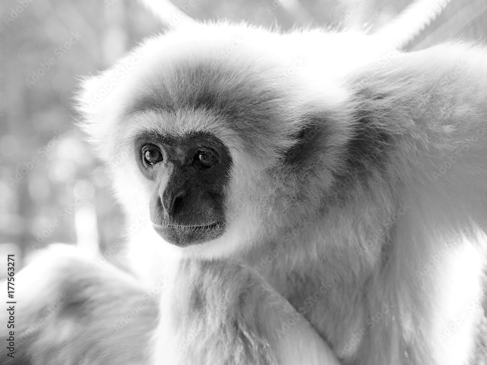 An adult male lar gibbon ape, Hylobates lar, is sitting with his knees up and looking very steadily. A monkey has big dark expressive eyes, aged-looking snout and attractive white hair An adult male lar gibbon ape, Hylobates lar, is sitting with his knees up and looking very steadily. A monkey has big dark expressive eyes, aged-looking snout and attractive white hair