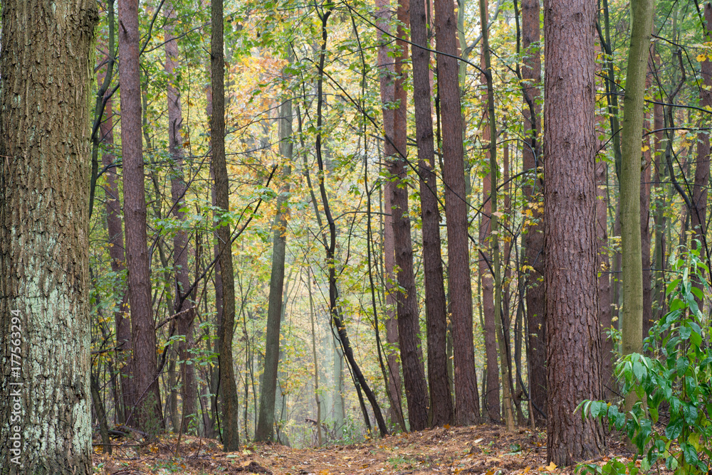 Fototapeta premium footpath in fall forest