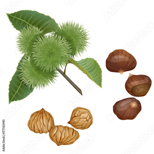 Chestnut plant, nuts and peeled kernels / Part of chestnut branch with the fruits, nuts in the shell and peeled nuts
 photo