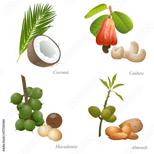 Four nuts with plant and peeled kernels / There are coconut, cashew, macadamia and almonds
