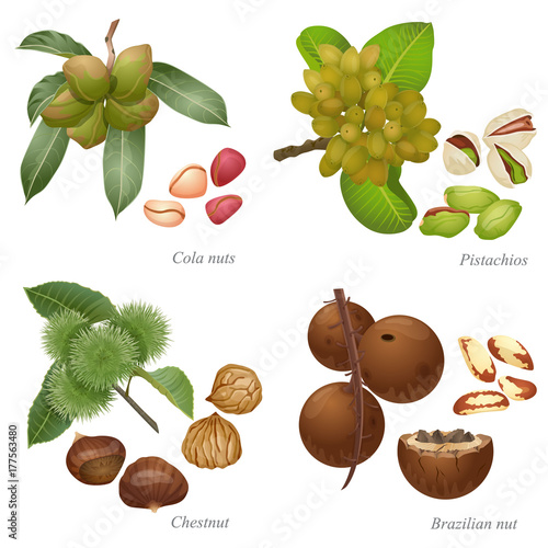 Four nuts with plant and peeled kernels / There are cola nuts, pistachios, chestnut and Brazilian nut

