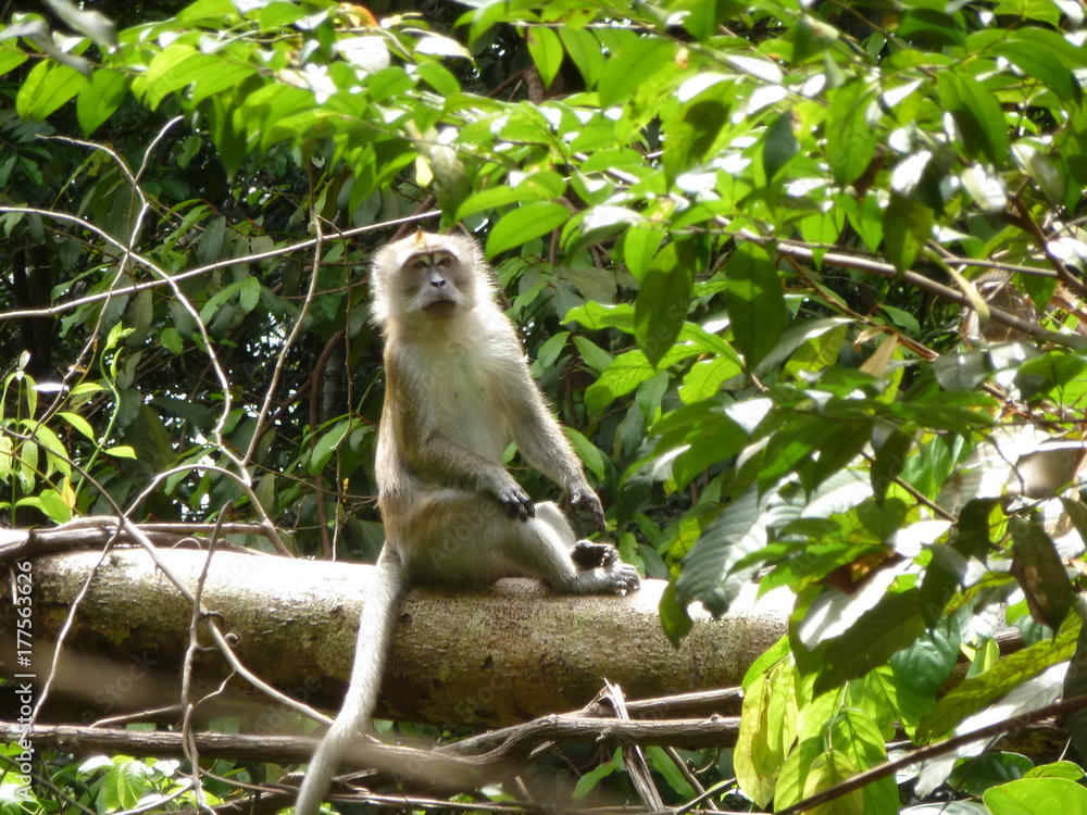 Affe Makak aus Singapur