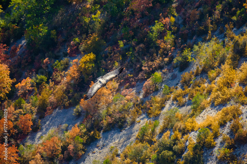 Vol de Vautour fauve sur le forêt des Gorges du Verdon en automne, Provence, France.