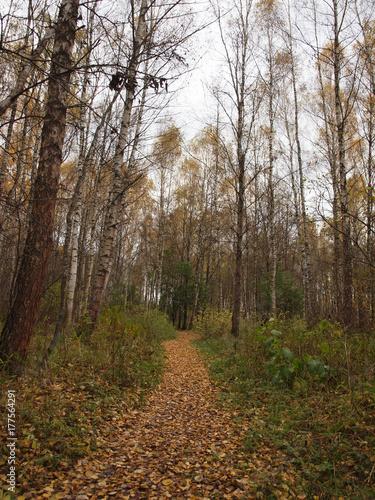 Path in the autumn forest is covered with fallen leaves