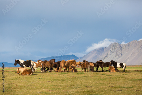 Fototapeta Naklejka Na Ścianę i Meble -  Islandpferdeherde