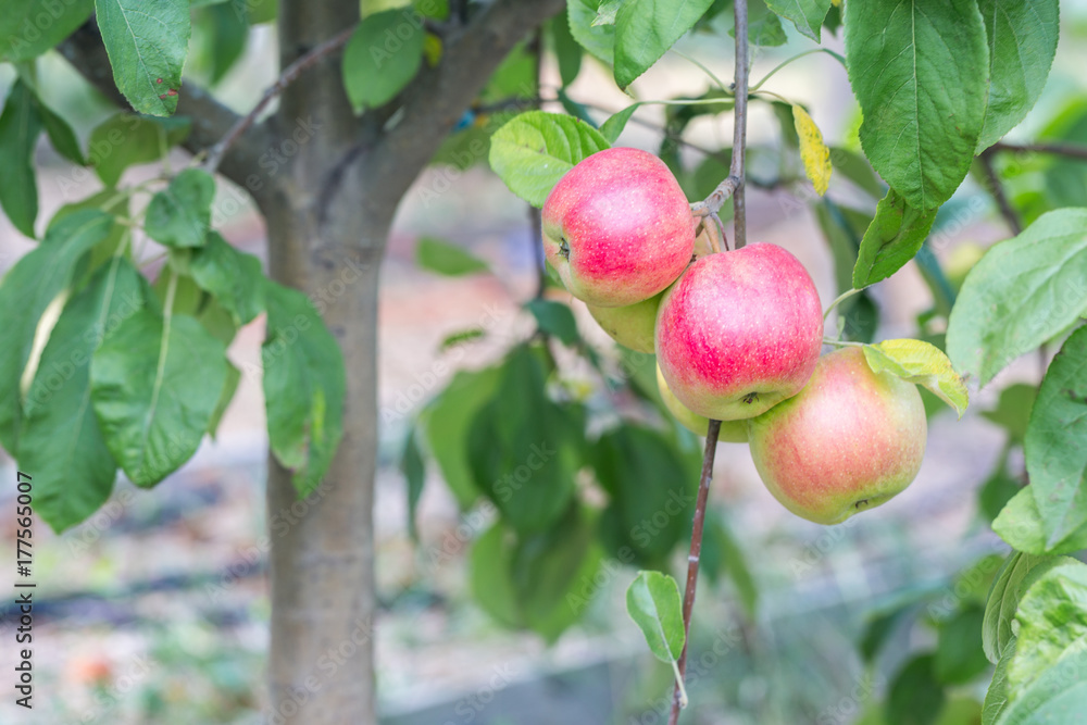 Three red apples on the branch on the apple tree