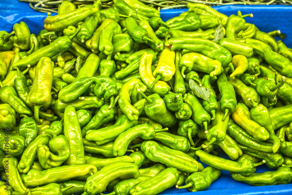 chili pepper plant chili pepper plant
