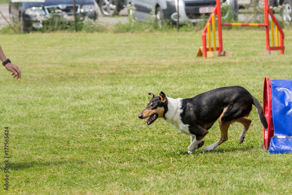 Border collie agility