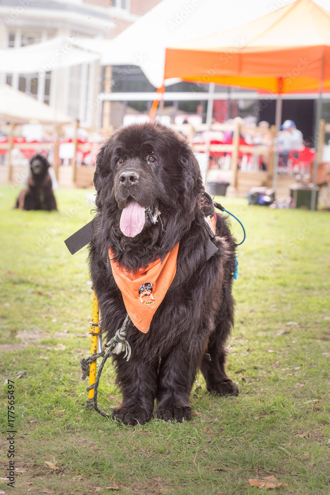 Fototapeta premium Terre neuve