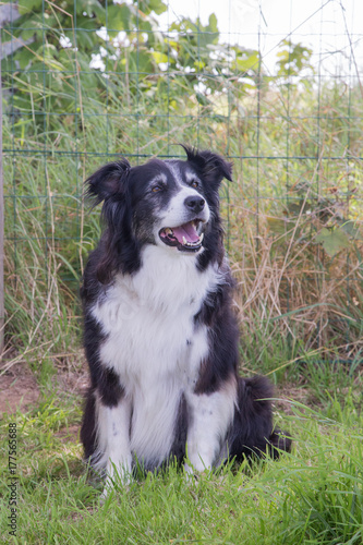 Border collie