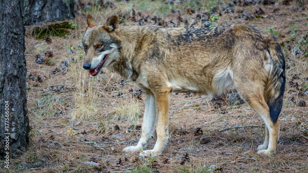 Fototapeta premium Canis Lupus Signatus profile view