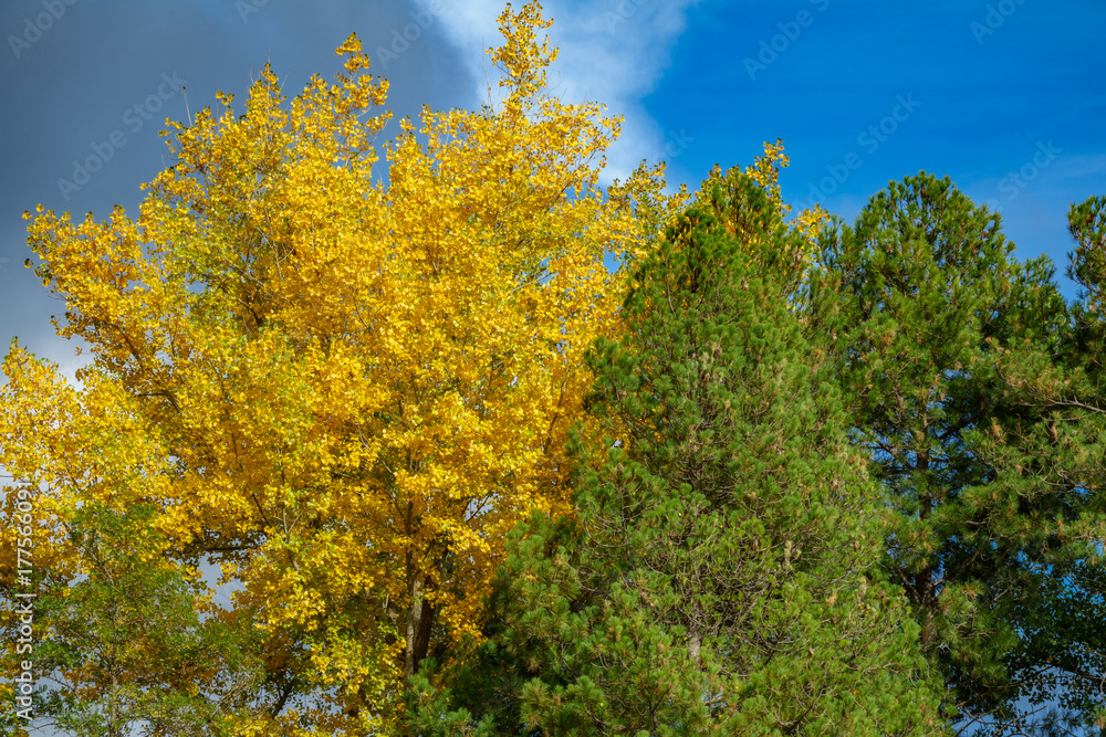 Autumn with green and yellow tree crowns over blue sky Autumn with green and yellow tree crowns over blue sky