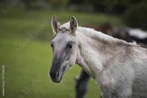 Portrait of a gray horse