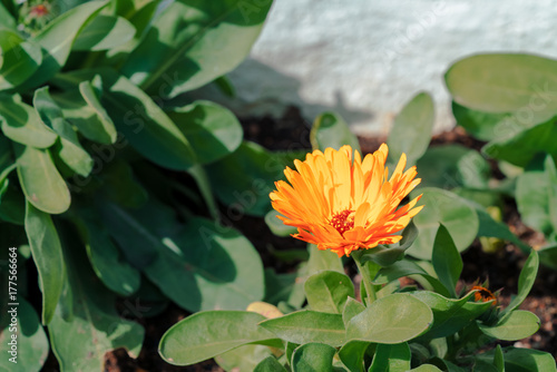 Orange flower in garden