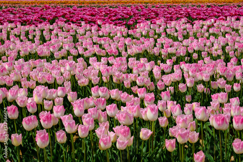 Champ de tulipes de couleurs differentes rose,  purpre, orange.