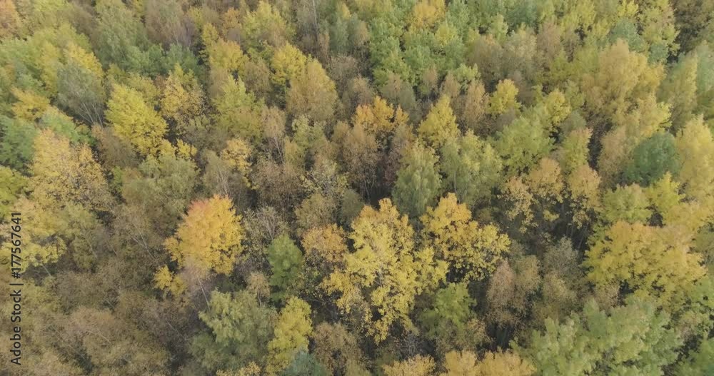 Aerial forward flight over autumn trees in forest in october Aerial forward flight over autumn trees in forest in october