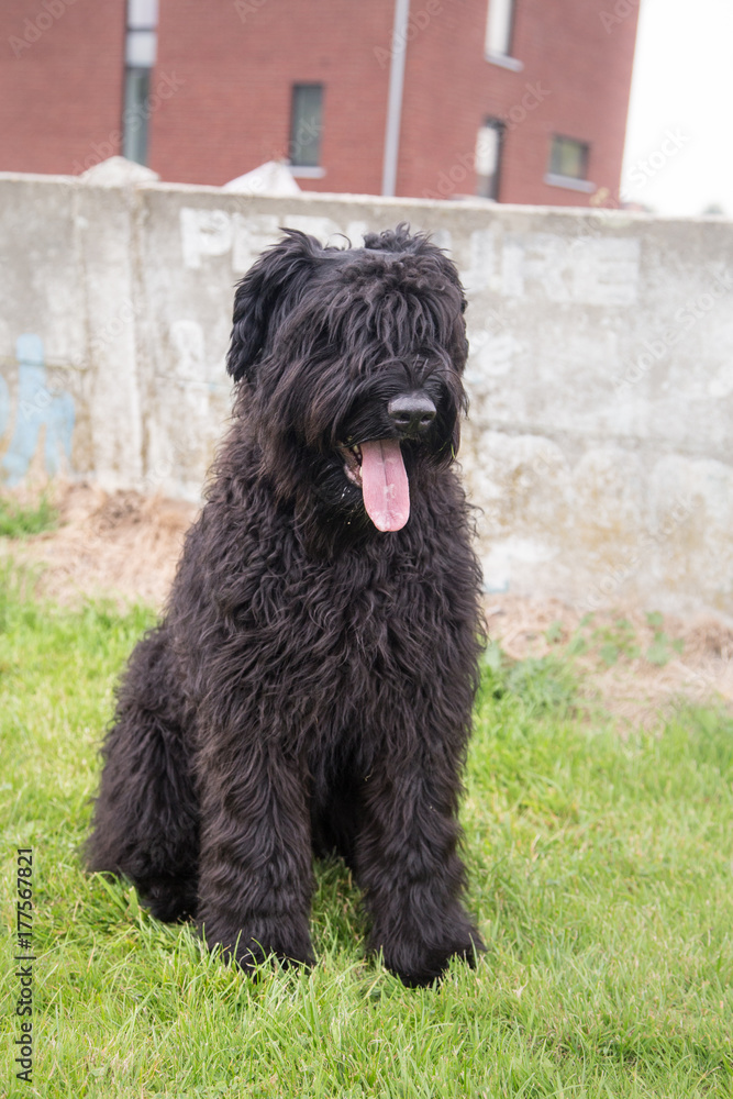 Bouvier Bouvier