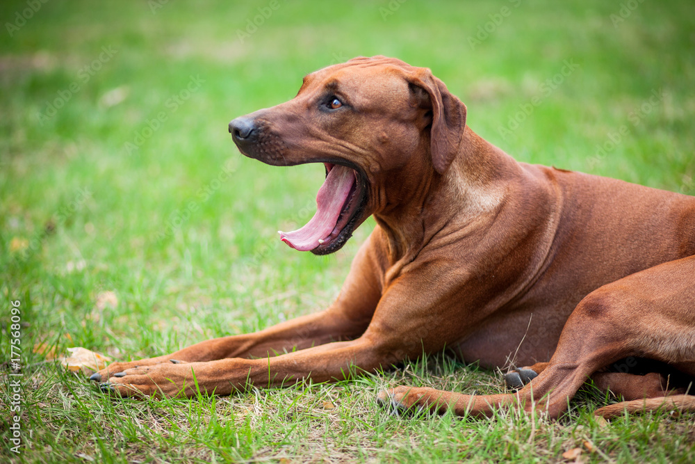 Rhodesian Ridgeback Rhodesian Ridgeback