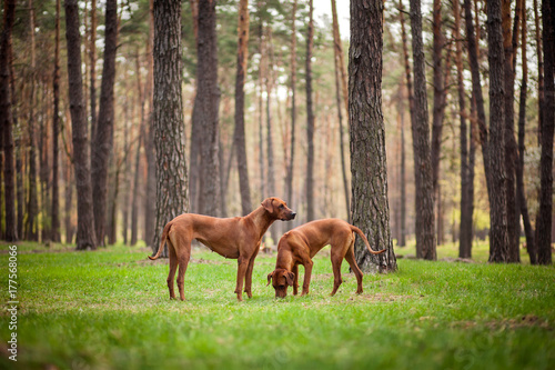 Two rhodesian ridgebacks walking outdoors
