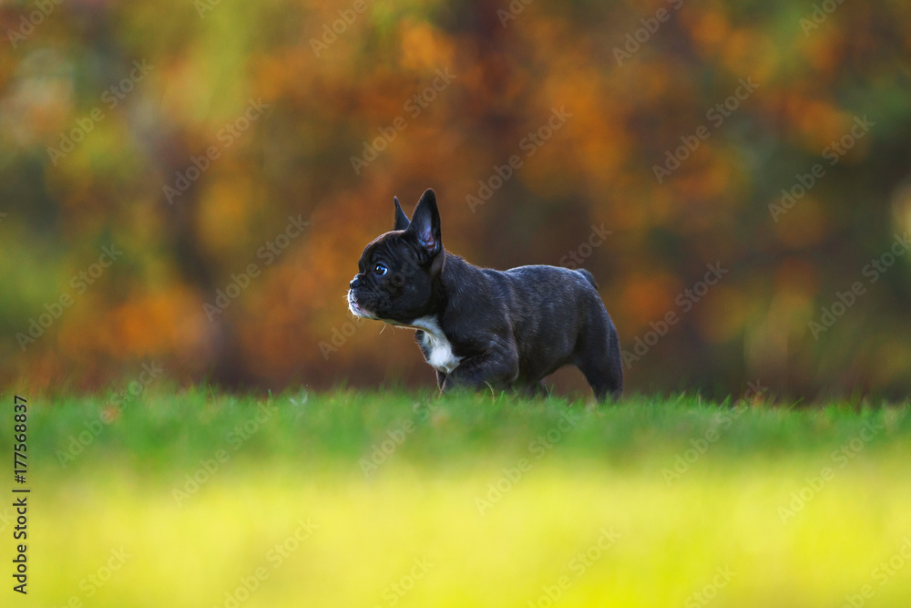 Obraz premium PurebrAutumn french bulldog puppy .on a grass field with autumn trees in backgrounded french bulldog puppy running on a grass field with autumn trees in background