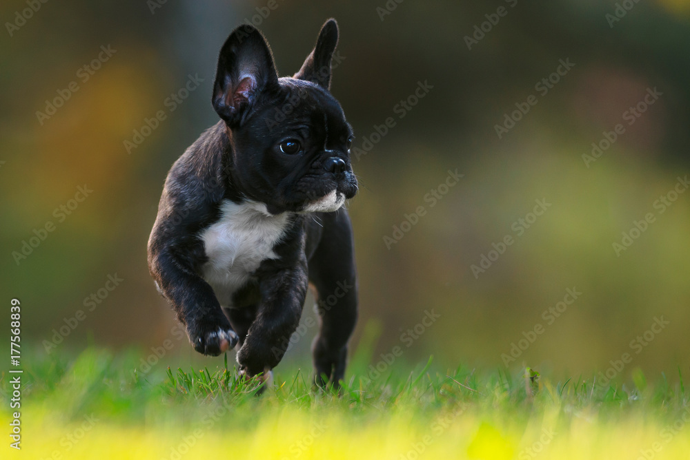 Purebred french bulldog puppy running on a grass field
