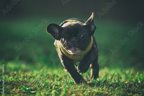 Purebred french bulldog pup...