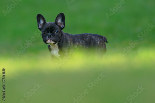 Happy purebred french bulldog puppy waiting on a sunlit grass field during autumn