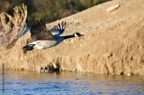 Canada Goose Flying Low Over the Autumn Pond