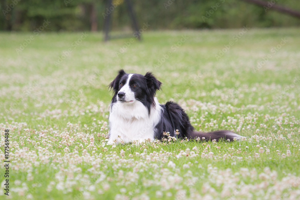 Border collie Border collie
