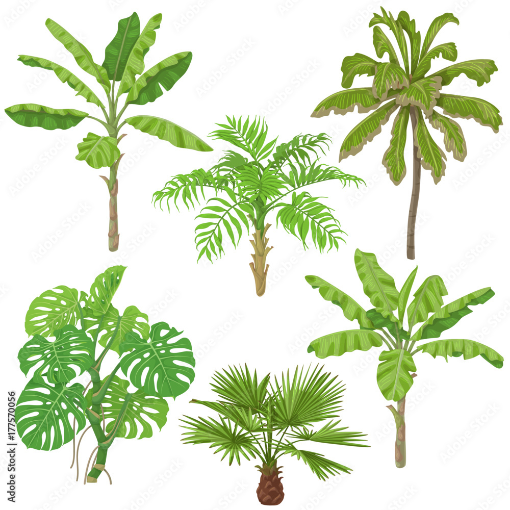Naklejka premium Tropical Plants Set