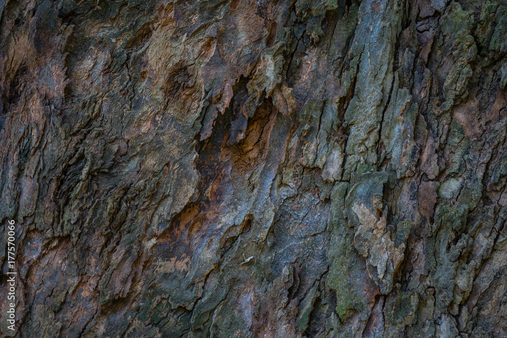 Textura de un árbol cafe y gris Textura de un árbol cafe y gris