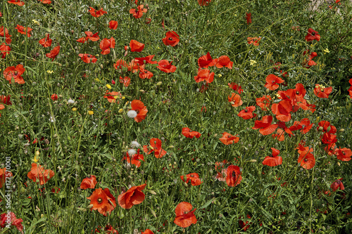 Flowers.