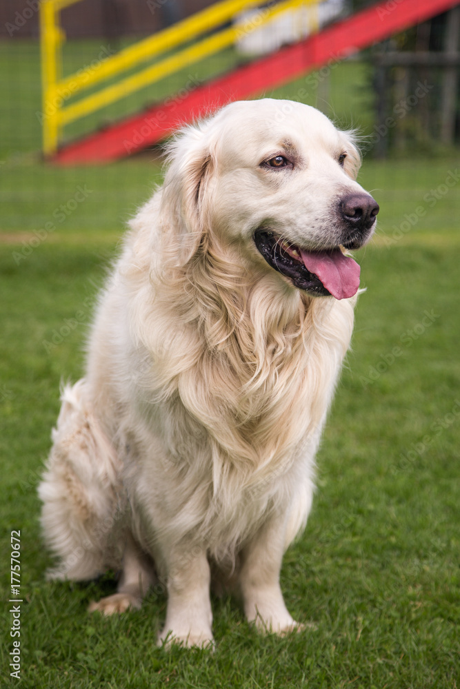 Golden retrievers