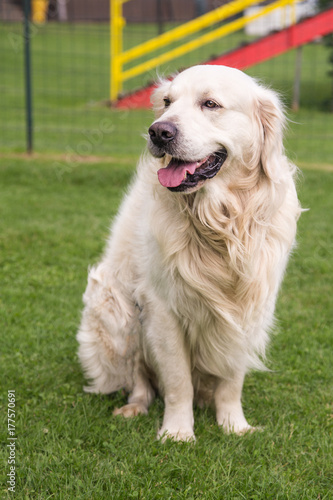 Golden retrievers