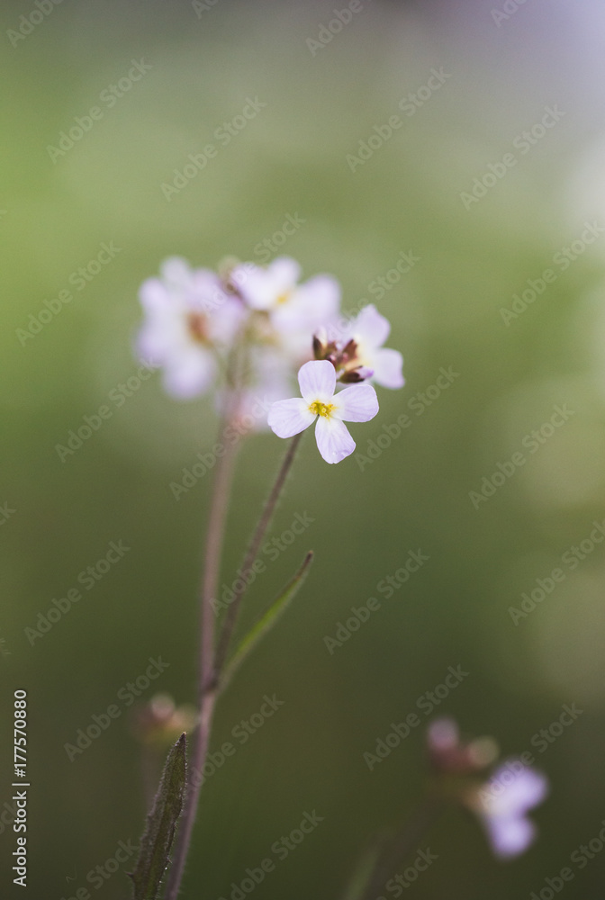 Obraz premium schöne Blume